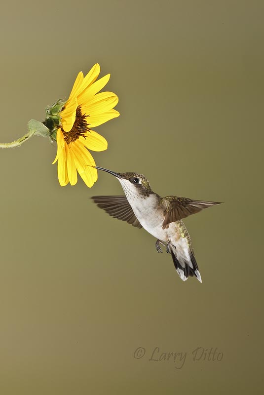 ruby throated hummingbird eating