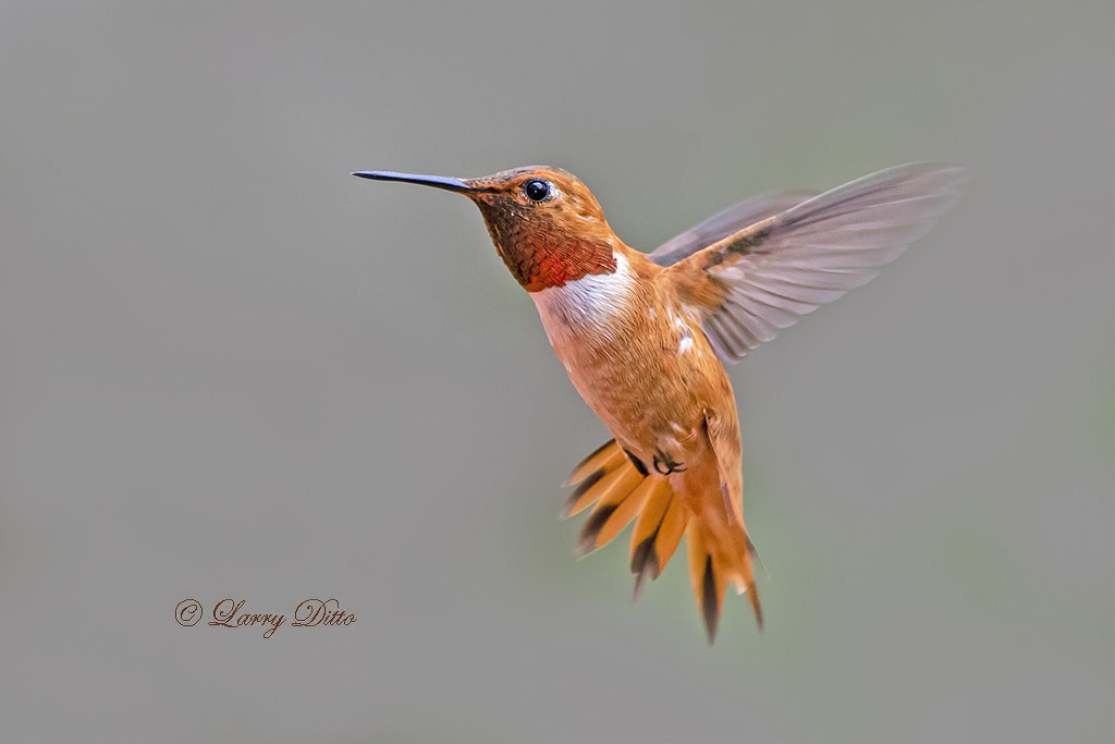 Larry Ditto Nature Photography | Newsletter